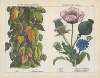 Plants useful in domestic, economy, the arts (Hop, Teasel, Poppy, Chicory)