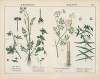 Poisonous Plants (Bryony, Waterdropwort, Caper Spurge)