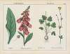 Poisonous Plants (Foxglove, Buttercup)