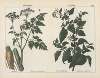 Poisonous Plants (Hemlock, Garden Nightshade)