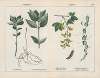Poisonous Plants (Herb Mercury, Yellow Vetchling)