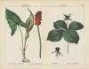 Poisonous Plants (Lords & Ladies, Herb Paris)