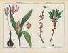 Poisonous Plants (Meadow Saffron, Mezereon)
