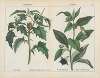 Poisonous Plants (Thorn apple, Deadly Nightshade)