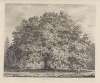 The Chandos Oak