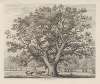 The Wotton Oak