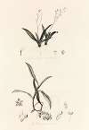 Collectanea botanica Pl.39