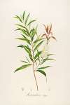 Description des plantes rares cultivees a Malmaison et a Navarre Pl.04