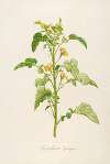 Description des plantes rares cultivees a Malmaison et a Navarre Pl.06