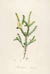 Description des plantes rares cultivees a Malmaison et a Navarre Pl.08