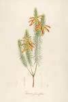 Description des plantes rares cultivees a Malmaison et a Navarre Pl.10
