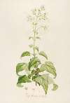 Description des plantes rares cultivees a Malmaison et a Navarre Pl.14