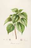 Description des plantes rares cultivees a Malmaison et a Navarre Pl.15