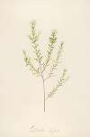 Description des plantes rares cultivees a Malmaison et a Navarre Pl.31