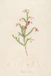 Description des plantes rares cultivees a Malmaison et a Navarre Pl.38