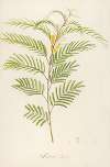 Description des plantes rares cultivees a Malmaison et a Navarre Pl.40