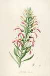 Description des plantes rares cultivees a Malmaison et a Navarre Pl.46
