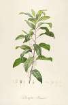 Description des plantes rares cultivees a Malmaison et a Navarre Pl.50