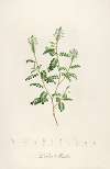 Description des plantes rares cultivees a Malmaison et a Navarre Pl.57