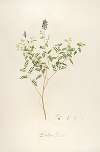 Description des plantes rares cultivees a Malmaison et a Navarre Pl.58