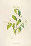 Description des plantes rares cultivees a Malmaison et a Navarre Pl.62