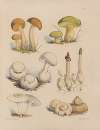 Illustrations of the fungi of our fields and woods Pl.01