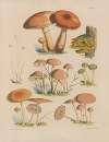 Illustrations of the fungi of our fields and woods Pl.02