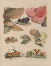 Illustrations of the fungi of our fields and woods Pl.04
