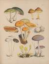 Illustrations of the fungi of our fields and woods Pl.05