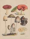 Illustrations of the fungi of our fields and woods Pl.06