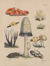Illustrations of the fungi of our fields and woods Pl.07