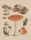 Illustrations of the fungi of our fields and woods Pl.08