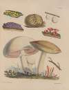 Illustrations of the fungi of our fields and woods Pl.09