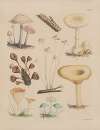 Illustrations of the fungi of our fields and woods Pl.10