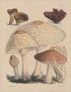 Illustrations of the fungi of our fields and woods Pl.11