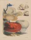 Illustrations of the fungi of our fields and woods Pl.12