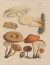 Illustrations of the fungi of our fields and woods Pl.13