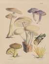Illustrations of the fungi of our fields and woods Pl.14