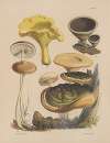 Illustrations of the fungi of our fields and woods Pl.15