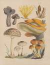 Illustrations of the fungi of our fields and woods Pl.16