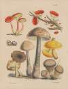 Illustrations of the fungi of our fields and woods Pl.17