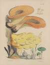 Illustrations of the fungi of our fields and woods Pl.18