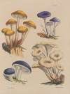 Illustrations of the fungi of our fields and woods Pl.19