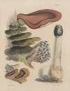 Illustrations of the fungi of our fields and woods Pl.20