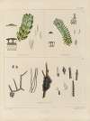 Cryptogamic botany of the Antarctic voyage of H.M. Discovery ships Erebus and Terror in the years 1839 Pl.11
