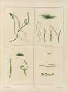 Cryptogamic botany of the Antarctic voyage of H.M. Discovery ships Erebus and Terror in the years 1839 Pl.61