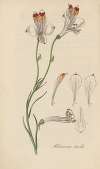 Alstroemeria tricolor