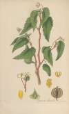 Begonia humilis