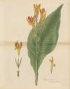 Canna indica var. maculata