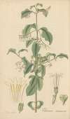 Chiococca racemosa